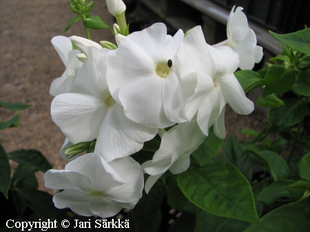 Phlox paniculata 'Mia Ruys', syysleimu